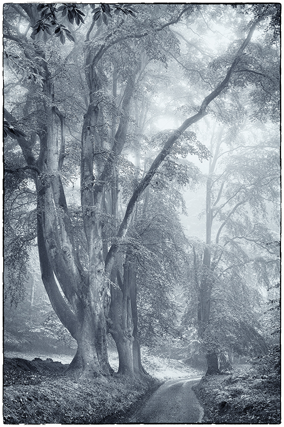 Art photographic print of trees in The Lion's mouth Cromer.