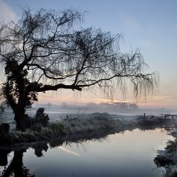 Silhouette of a tree against misty early morning light.