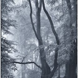 A photographic study of trees in The Lion's mouth Norfolk.