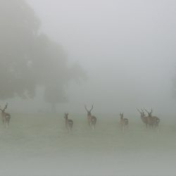 Photograph of deer moving forward into misty park land.