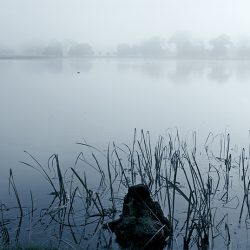 A photograph of reeds and a lake on a misty morning.