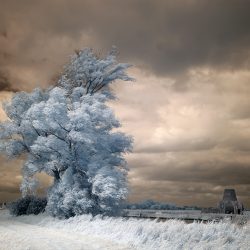 Infrared photograph of a tree near St Benets Norfolk.