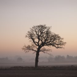 A photograph of a lone tree at sunrise in the Norfolk countryside