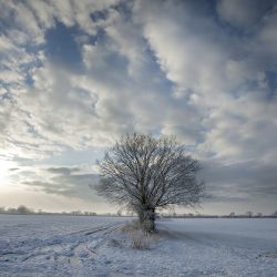 A colour photograph of snow covered fields and a single tree Norfolk.