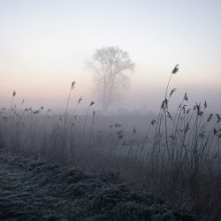 A photograph of a lone tree in the mist near Ludham Norfolk.