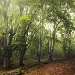 A photograph of woods near Cromer Norfolk.