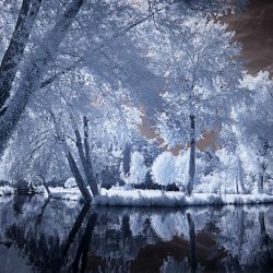 Infrared photograph of a trees on the Somme, France.