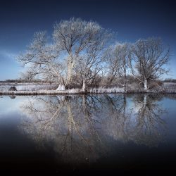 Infrared photograph of trees and cut reeds.