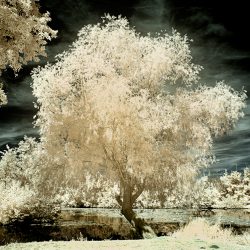 An infrared photograph of trees on the river Somme France.