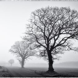 A black and white photograph of three trees silhouetted against early morning mist Norfolk.