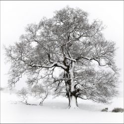 Black and white photograph of a snow covered tree.