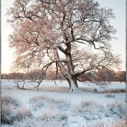 A photograph of a snow covered tree in Norfolk at sunrise.