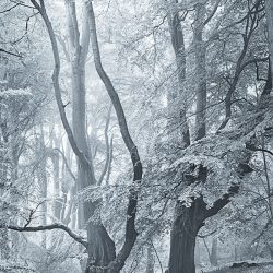 A tri-tone image of woodland trees