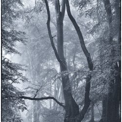 A tri-tone image of woodland trees