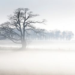 Photograph of a tree in the mist at Felbrigg Norfolk