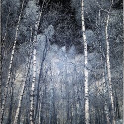 Infrared photograph of pines in a woodland