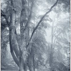 A tri-tone image of woodland trees