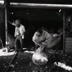 Black and white photograph of Cotswold sheep farmers.