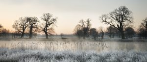 Colour photograph of frosty parklands in Norfolk.