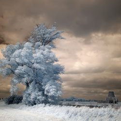 An infrared photograph of a tree and the ruins of St Benets Norfolk.