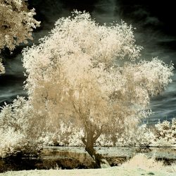 An infrared photograph of a trees on the river Somme France.