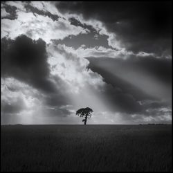 Black and white photograph of a tree against a dramatic storm sky.